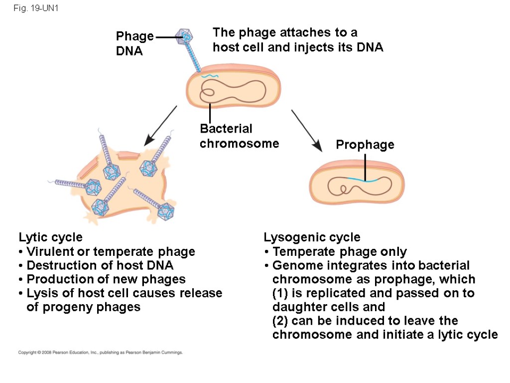 Fig. 19-UN1 Phage DNA Bacterial chromosome The phage attaches to a host cell and